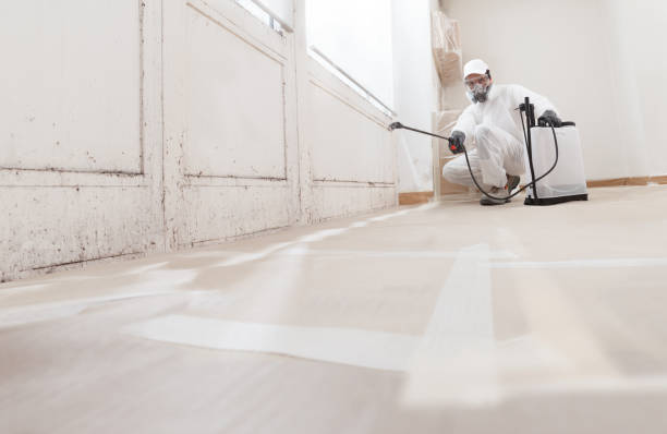 24/7 Emergency Black Mold Removal experts in Quincy, IL