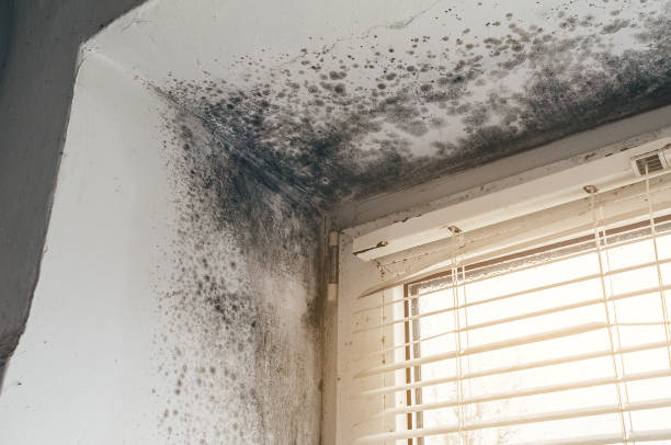 Affordable Mold Cleanup solutions in Quincy, IL