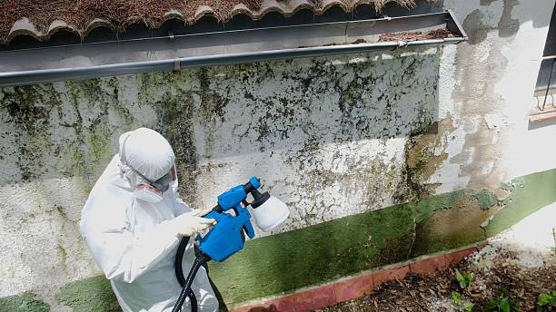 Top rated local Mold Cleanup specialists in Quincy, IL